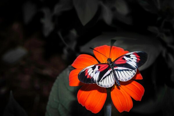 Mariposa con una sola flor