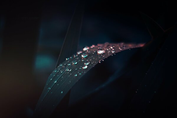 Dew drops on a leaf on a dark background