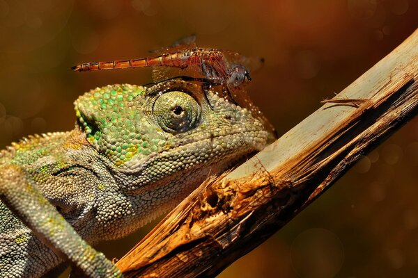 Riprese macro di una libellula seduta sulla testa di un camaleonte