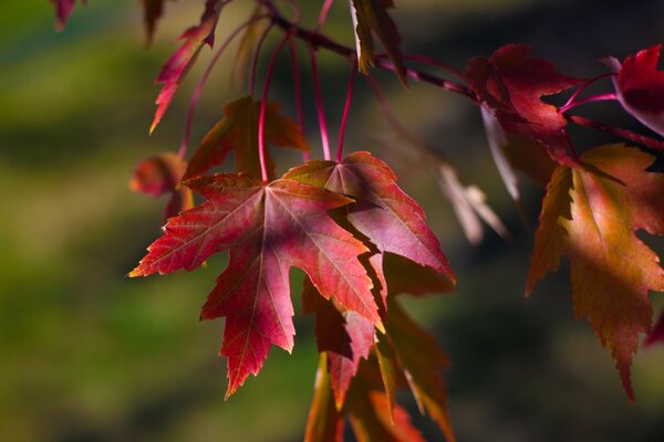 Hojas de arce de otoño Burdeos en una rama