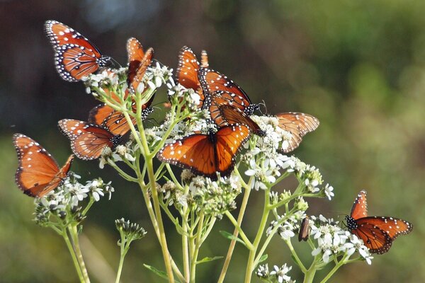 Un montón de mariposas se sientan en una flor