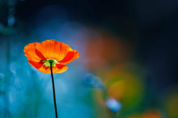 A bright poppy flower on a blurry background