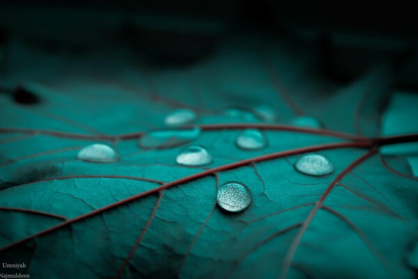 Dew drops on a green leaf