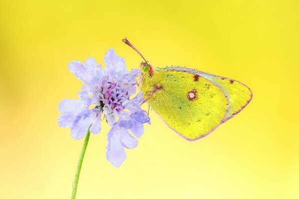 Farfalla sul fiore in goccioline d acqua