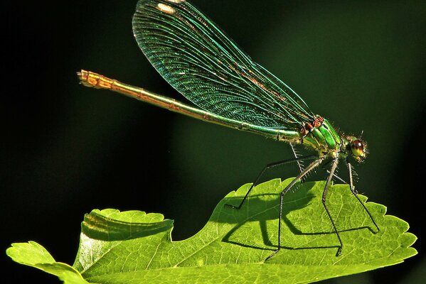 Libellula verde su una foglia d erba