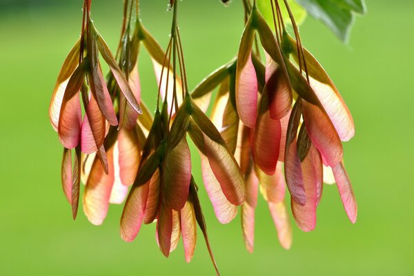 Maple seeds in the sun