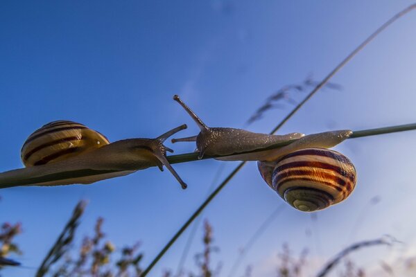 Macro photos of snails crawling to each other on a blade of grass