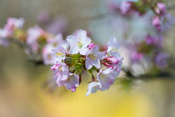 A branch of spring flowers in close-up