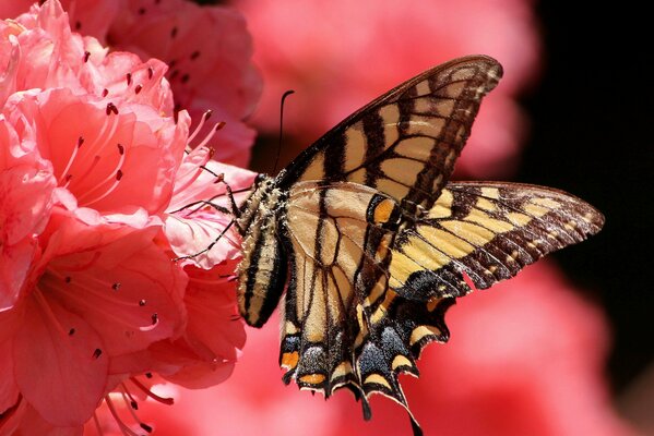 Schmetterling setzte sich auf eine Blume mit Blütenblättern