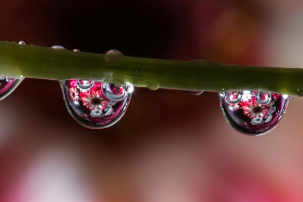 Reflejo de flores en gotas de agua en un tallo verde