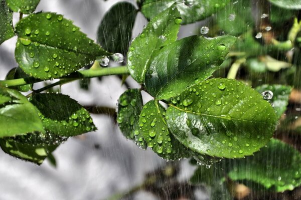 Gros plan de gouttes de pluie sur les feuilles