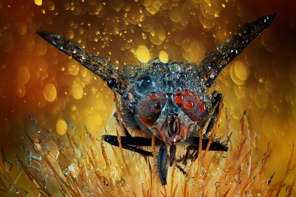 Una mosca se sentó en una flor con gotas de rocío