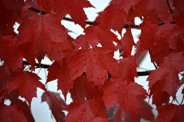 Photo of red maple leaves after rain
