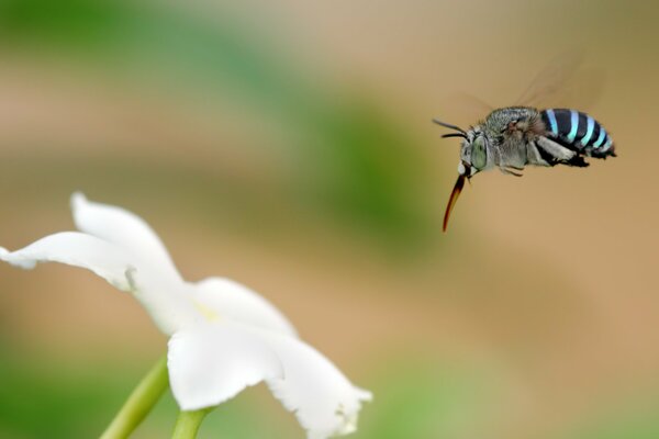 An insect flying on a white flower