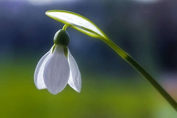 A delicate spring flower