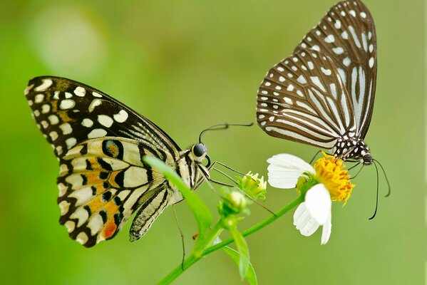 Photo of a pair of butterflies with patterned wings on a flower