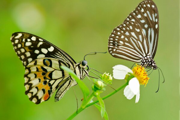 Фото пары бабочек с узорчатыми крыльями на цветке