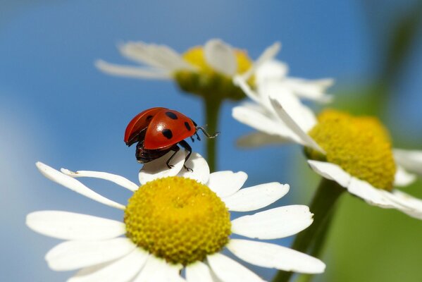 Coccinelle insecte sur un pétale de camomille