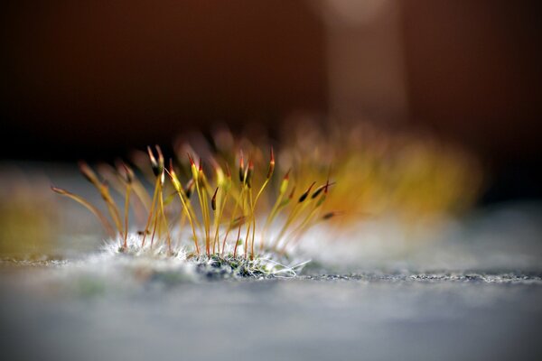 Moss on a blurry background. Micro - shooting