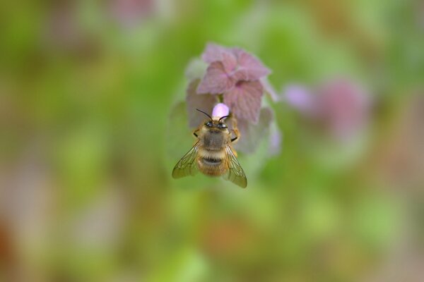 Bumblebee on a flowering plant with a blurry background