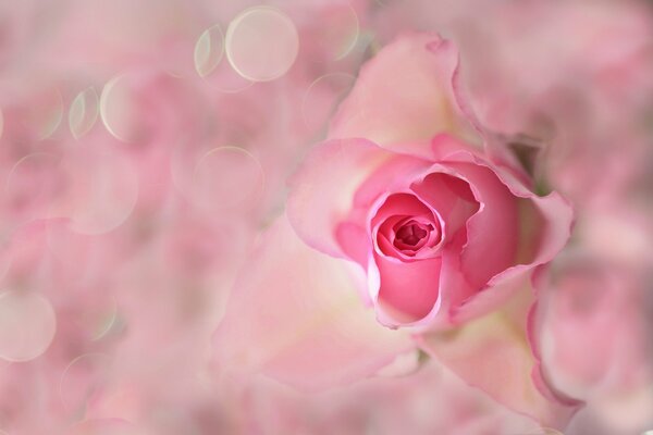 Delicate rose petals in a bud