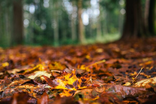 Земля с осенними листьями. Осень