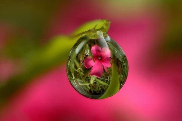 Eine Blume, die sich im Tautropfen widerspiegelt