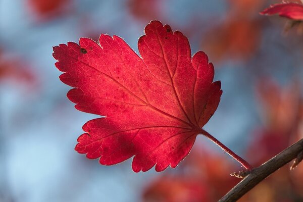 Осенний красный лист смородины