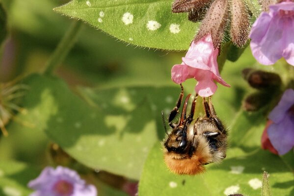 Abejorro recogiendo néctar de una flor