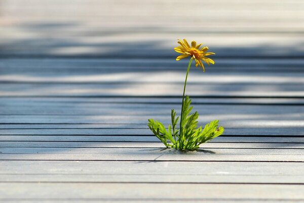 Il bel fiore giallo cresce