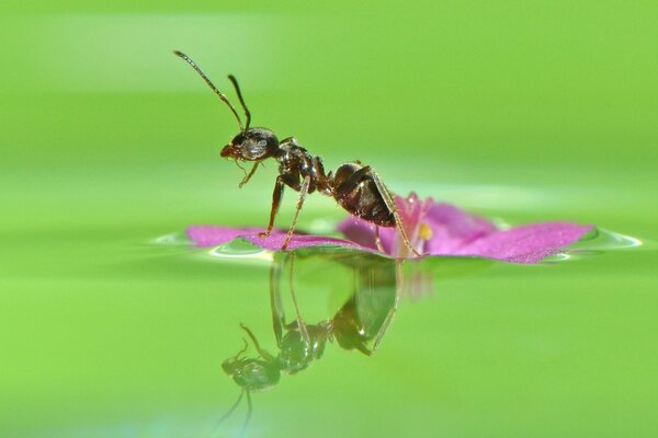 Hormiga en color rosa en el agua