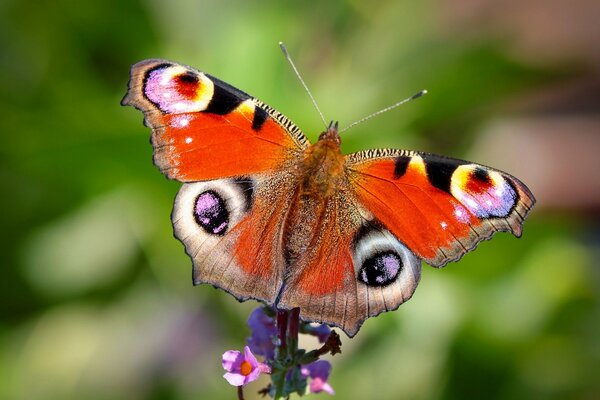 Ein schöner und heller Schmetterling setzte sich auf eine lila Blume