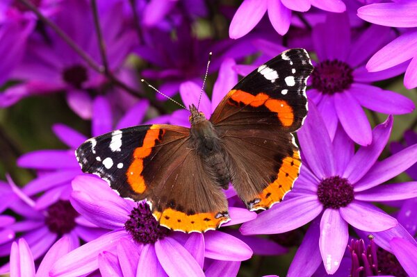 Farfalla seduta su Fiori Viola