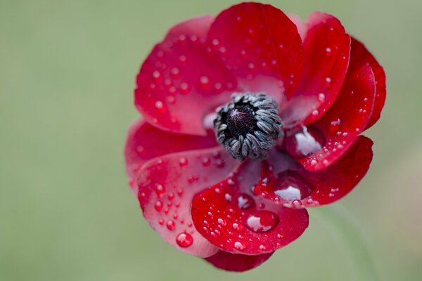 Gouttes de rosée sur une fleur rouge