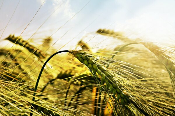 An ear of wheat in the rays of the sun