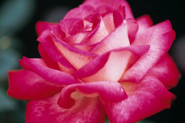 Eine offene Rosenknospe mit großen, zarten Blütenblättern