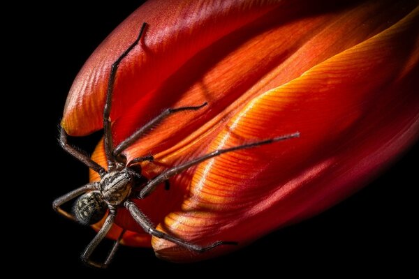 Araña sentada en un tulipán rojo