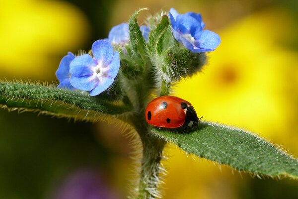 Marienkäfer auf einem Blumenblatt