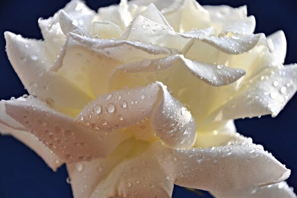 Белая роза с каплями росы на лепестках