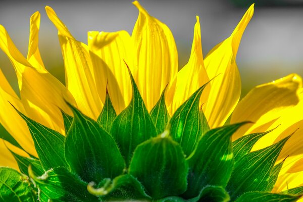 Petali di girasole luminosi con fogliame verde