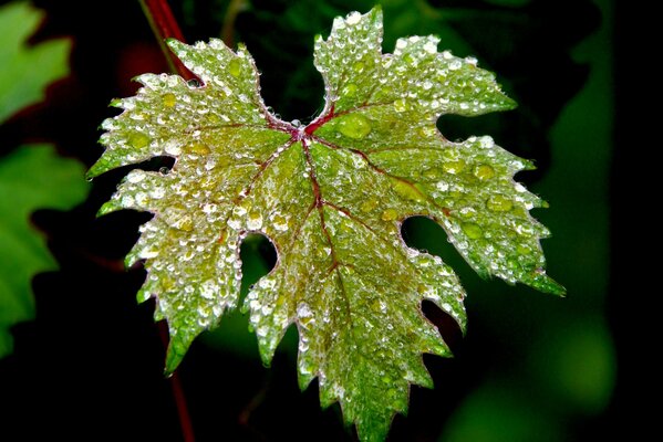 Grünes Blatt mit Wassertropfen