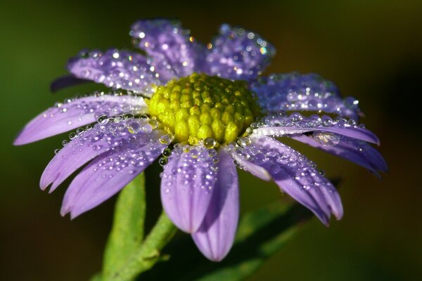 Lilac flowers in dew drops on the petals. Macro shooting