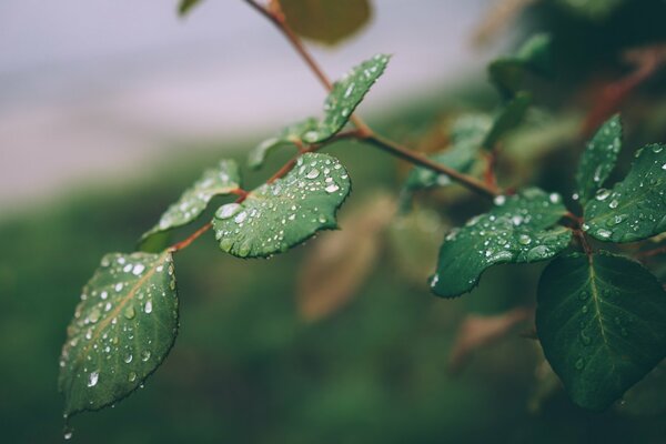 Rose leaves with dew drops