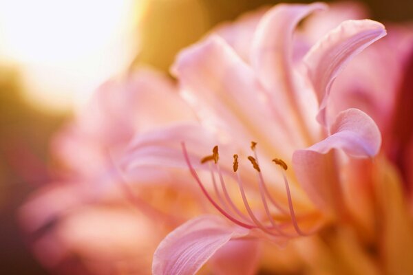 Pink lily stamens in sunlight