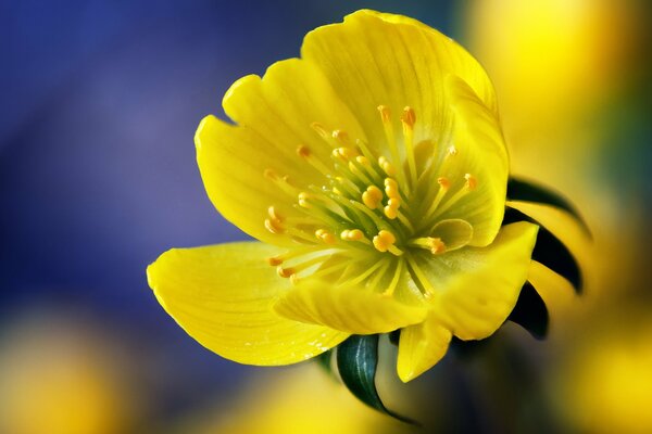 Fotografía macro de flores silvestres amarillas brillantes