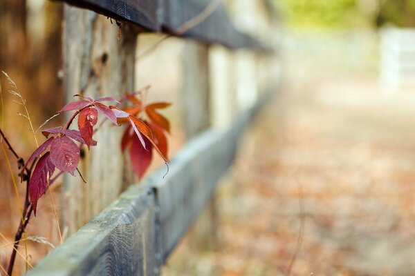 Macro photo of autumn leaves