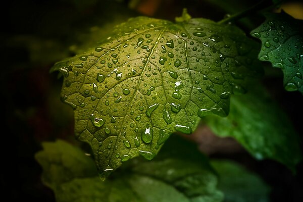 Dew drops on a leaf. Green Leaf