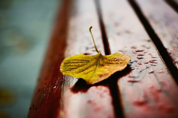 Macro photo of an autumn, yellow leaf on a bench in raindrops