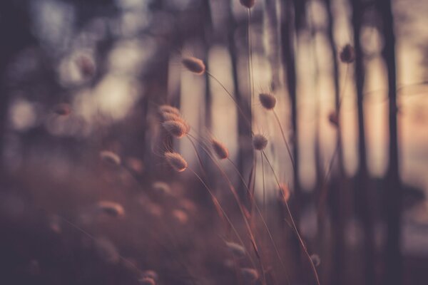 Evening blurred image of grass