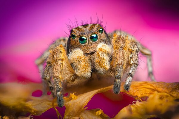 Zottige Spinne auf rosa Hintergrund